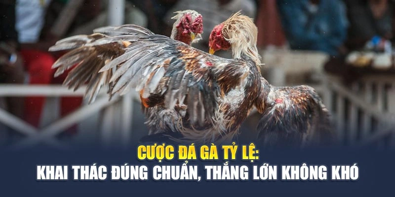 Cược Đá Gà Tỷ Lệ: Khai Thác Đúng Chuẩn, Thắng Lớn Không Khó